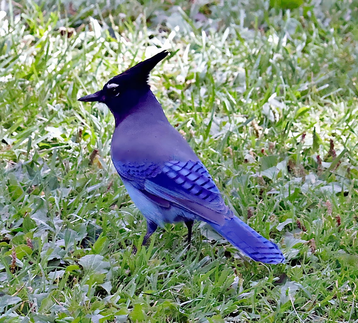 Stellers Jay (Cyanocitta stelleri) 5N4A5259 Cyanocitta stelleri,Geotagged,Stellers jay,United States