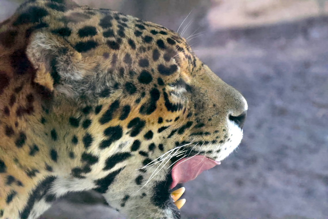 Spotted Jaguar (Panthera onca)  Geotagged,Jaguar,Panthera onca,United States