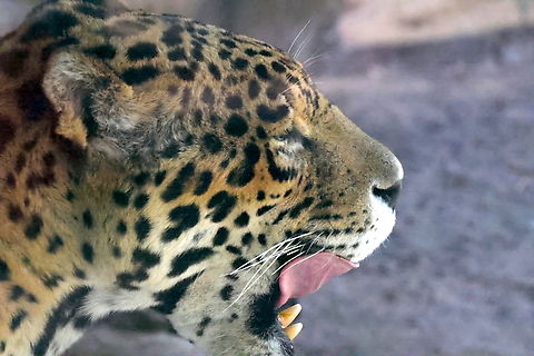 Spotted Jaguar (Panthera onca)  Geotagged,Jaguar,Panthera onca,United States