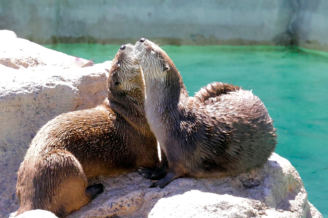 North American River Otter (Lontra canadensis) Arizona is not all cactus and desert. We do have otters locally along the rivers. Geotagged,Lontra canadensis,North American river otter,Summer,United States