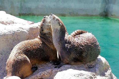 North American River Otter (Lontra canadensis) Arizona is not all cactus and desert. We do have otters locally along the rivers. Geotagged,Lontra canadensis,North American river otter,Summer,United States