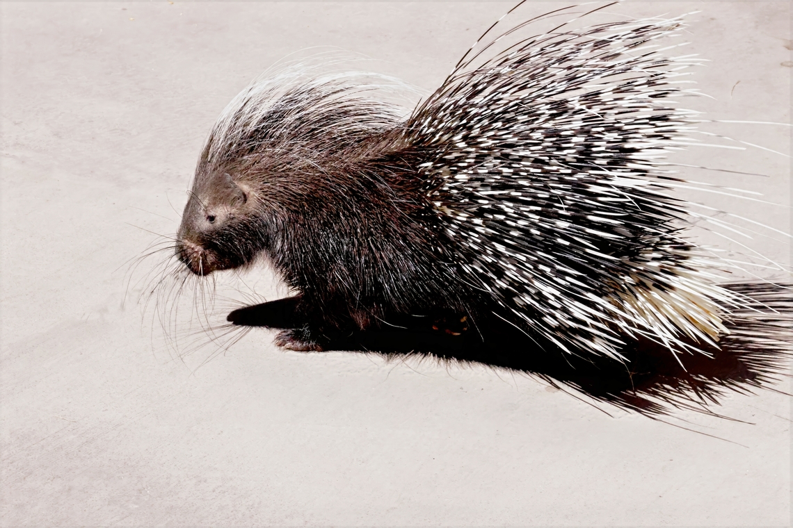 North American Porcupine (Erethizontidae dorsatum) 5N4A5137 Erethizon dorsatum,Geotagged,North American porcupine,Summer,United States