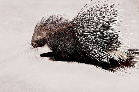 North American Porcupine (Erethizontidae dorsatum) 5N4A5137 Erethizon dorsatum,Geotagged,North American porcupine,Summer,United States