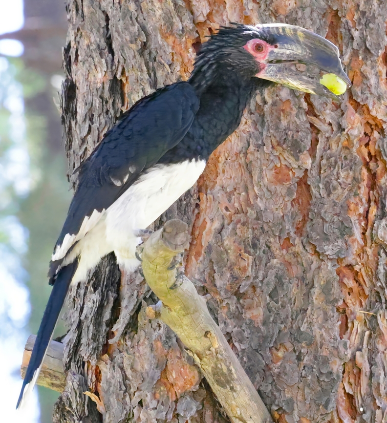 Trumpeter Hornbill (Bycanistes bucinator)  5N4A5087 Bycanistes bucinator,Geotagged,Summer,Trumpeter Hornbill,United States