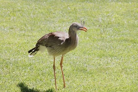 Red-legged Seriema (Cariama cristata)  Cariama cristata,Geotagged,Red-legged Seriema,Summer,United States
