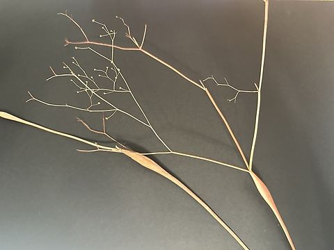 Desert Trumpet (Eriogonum inflatum) This perennial plant is known for its distinctive inflated, hollow stems located just below the branching segments Desert trumpet,Eriogonum inflatum,Fall,Geotagged,United States