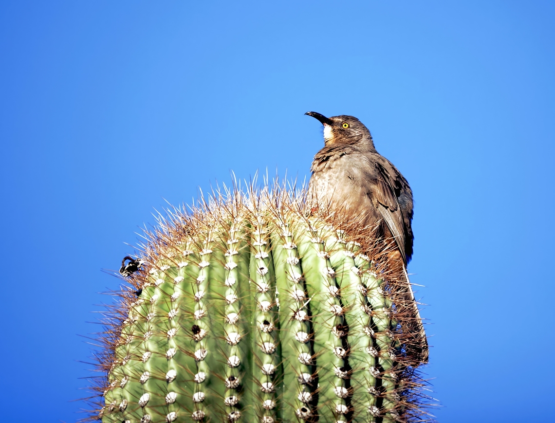 Curve-billed thrasher (Toxostoma curvirostre) Ouch! That has got to hurt a bit. Curve-billed thrasher,Fall,Geotagged,Toxostoma curvirostre,United States