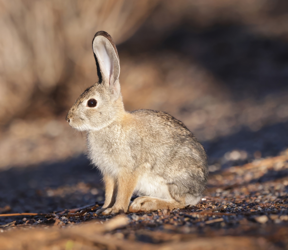 Desert Cottontail (Sylvilagus audubonii) Are identified by the round fluffy white tail that give them their name. Their large ears aid in thermoregulation by radiating body heat. When threatened, they may freeze in place or flee in a zigzag pattern at speeds of up to 19 mph (30 km/h). Desert cottontail,Fall,Geotagged,Sylvilagus audubonii,United States