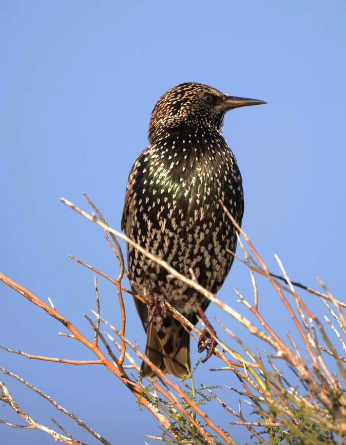 European Starling (Sturnus vulgaris)  Common Starling,Fall,Geotagged,Sturnus vulgaris,United States