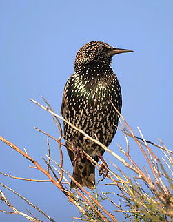 European Starling (Sturnus vulgaris)  Common Starling,Fall,Geotagged,Sturnus vulgaris,United States