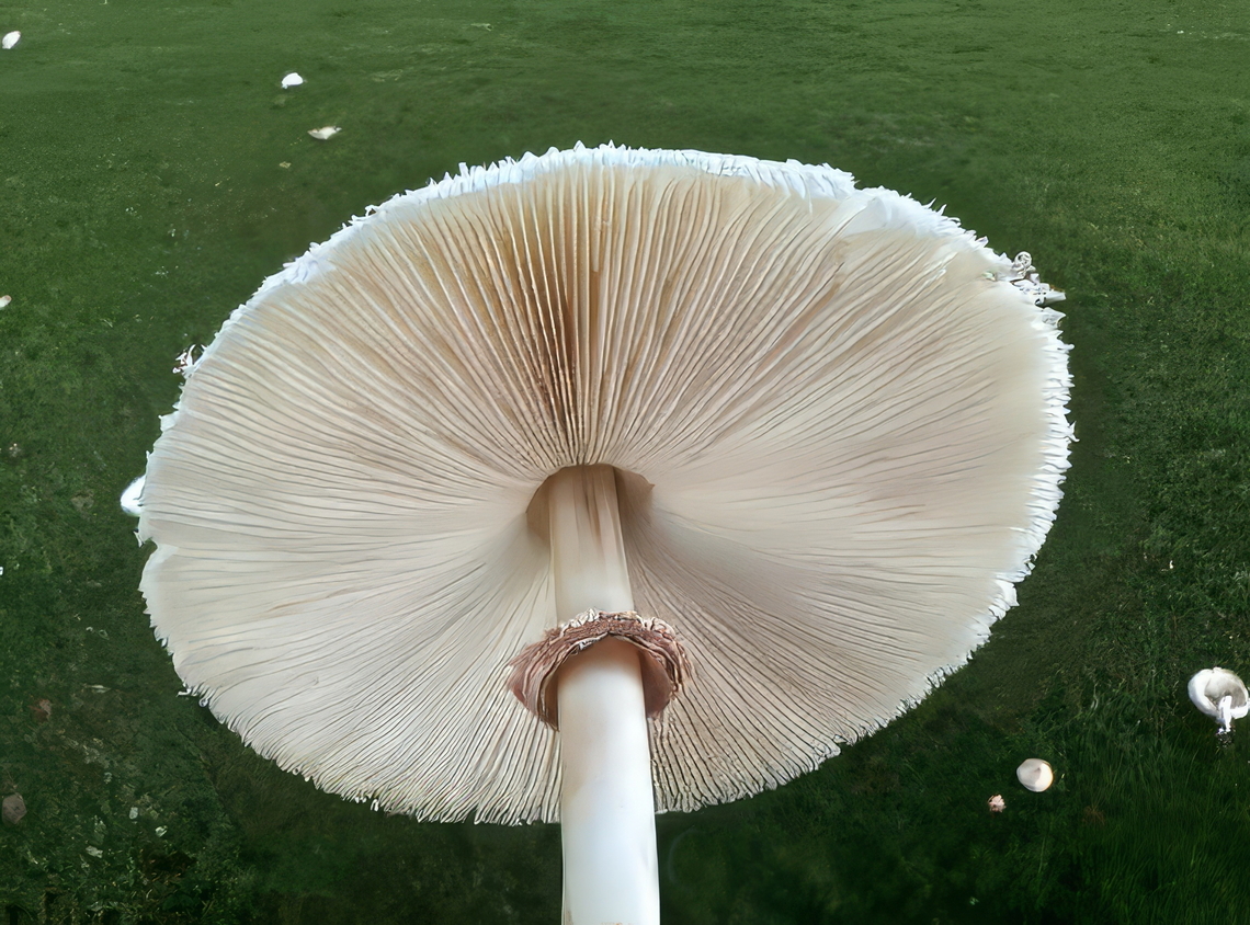 False Parasol (Chlorophyllum molybdites) The most common cause of mushroom poisoning in North America is the &quot;vomiter&quot; mushroom, Chlorophyllum molybdites, which is often mistaken for edible species like the Shaggy Mane or other parasol mushrooms. <figure class="photo"><a href="https://www.jungledragon.com/image/171829/false_parasol_mushroom_chlorophyllum_molybdites.html" title="False Parasol mushroom (Chlorophyllum molybdites)"><img src="https://s3.amazonaws.com/media.jungledragon.com/images/5803/171829_thumb.jpeg?AWSAccessKeyId=05GMT0V3GWVNE7GGM1R2&Expires=1763596810&Signature=dNnaJLKhBBOVDFMxUjGRsca%2FWCQ%3D" width="200" height="112" alt="False Parasol mushroom (Chlorophyllum molybdites) Also commonly known as the vomiter Chlorophyllum molybdites,Geotagged,Green-spored parasol,United States" /></a></figure><br />
 Chlorophyllum molybdites,Geotagged,Green-spored parasol,United States