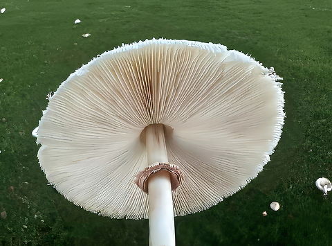 False Parasol (Chlorophyllum molybdites) The most common cause of mushroom poisoning in North America is the "vomiter" mushroom, Chlorophyllum molybdites, which is often mistaken for edible species like the Shaggy Mane or other parasol mushrooms. https://www.jungledragon.com/image/171829/false_parasol_mushroom_chlorophyllum_molybdites.html
 Chlorophyllum molybdites,Geotagged,Green-spored parasol,United States