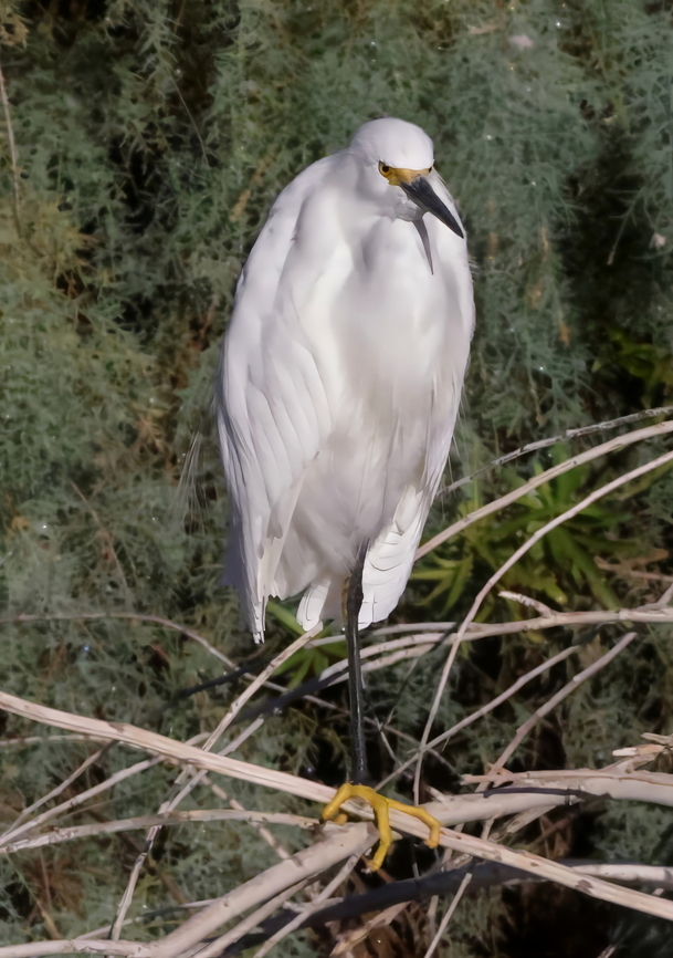 Snowy Egret (Egretta thula)  Egretta thula,Fall,Geotagged,Snowy Egret,United States