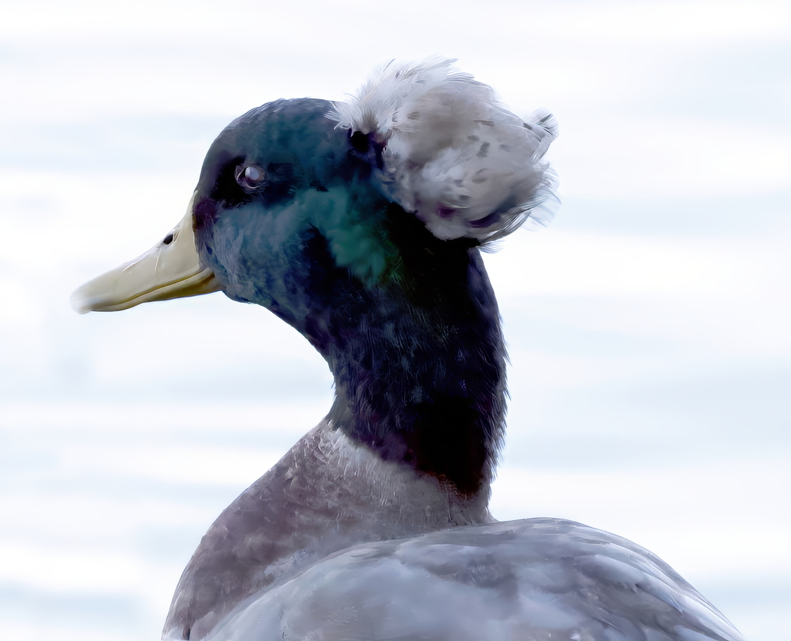 Crested duck (Anas platyrhynchos) The crest is the result of an autosomal dominant gene that causes a fatty tissue mass to grow out of a hole in the duck&#039;s skull, from which the feathers sprout. The size of the crest can vary widely. \ 5N4A5339 Anas platyrhynchos,Fall,Geotagged,Mallard,United States