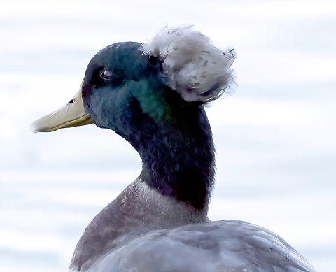 Crested duck (Anas platyrhynchos) The crest is the result of an autosomal dominant gene that causes a fatty tissue mass to grow out of a hole in the duck's skull, from which the feathers sprout. The size of the crest can vary widely. \ 5N4A5339 Anas platyrhynchos,Fall,Geotagged,Mallard,United States