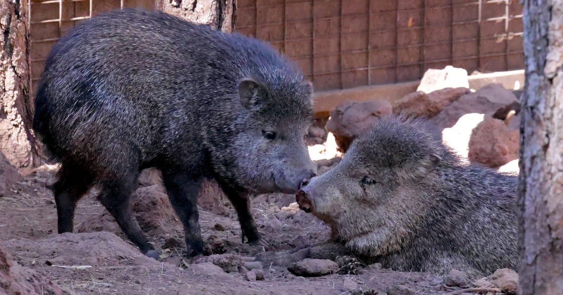 Javelina (Pecari tajacu)  Collared peccary,Geotagged,Pecari tajacu,Summer,United States