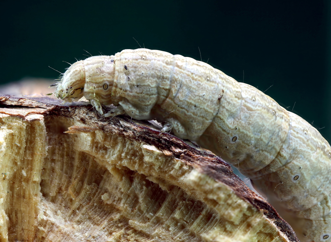 Variegated Cutworm (Peridroma saucia) The oval-shaped rings you&rsquo;re seeing along the sides of the cutworm are called spiracles.<br />
<br />
Spiracles are small external openings of the insect&rsquo;s respiratory system. They lead into internal tubes called tracheae, which carry oxygen directly to the tissues. Unlike mammals, insects don&rsquo;t breathe through a mouth or nose &mdash; they breathe through these spiracles.<br />
<br />
They are evenly spaced, one per body segment on each side of the abdomen. Each spiracle is surrounded by a darkened, often oval or circular ring, which makes them stand out (exactly as seen in the image).<br />
<br />
In cutworms and many moth larvae, these rings are diagnostic &mdash; they help entomologists distinguish between similar species. The larva can open or close the spiracles to regulate airflow and prevent water loss &mdash; especially useful in hot, dry environments like Mesa, AZ.<br />
<br />
When resting or burrowing in soil, spiracle closure helps them survive periods of dryness. Geotagged,Peridroma saucia,United States