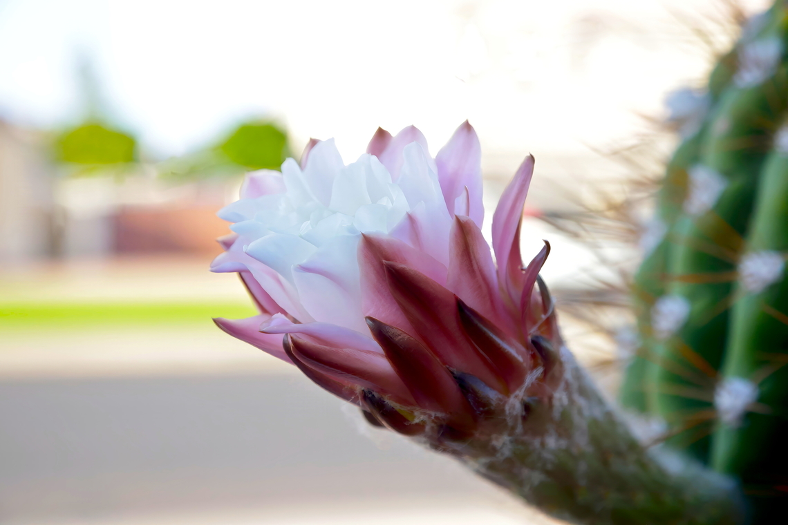 Argentine Saguaro (Echinopsis terscheckii)  The flowers on the Argentine Saguaro grow from the side of the stem, upward along the ribs of the cactus vs the Arizona Saguaro which grow on the crown of the cactus.<br />
<figure class="photo"><a href="https://www.jungledragon.com/image/171964/argentine_sagauro_echinopsis_terscheckii.html" title="Argentine Sagauro (Echinopsis terscheckii)"><img src="https://s3.amazonaws.com/media.jungledragon.com/images/5803/171964_thumb.jpeg?AWSAccessKeyId=05GMT0V3GWVNE7GGM1R2&Expires=1767225610&Signature=edCQNYWgEKnknxF82vr94WWN3HU%3D" width="200" height="134" alt="Argentine Sagauro (Echinopsis terscheckii)  Argentine Saguaro,Leucostele terscheckii" /></a></figure> Leucostele terscheckii