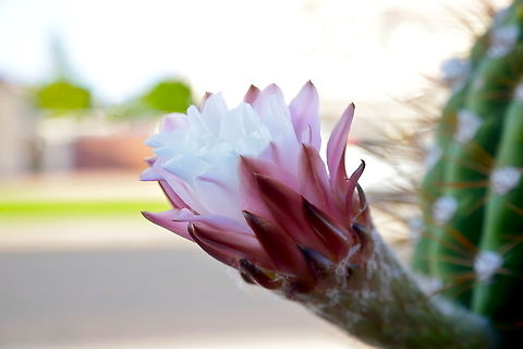 Argentine Saguaro (Echinopsis terscheckii)  The flowers on the Argentine Saguaro grow from the side of the stem, upward along the ribs of the cactus vs the Arizona Saguaro which grow on the crown of the cactus.
https://www.jungledragon.com/image/171964/argentine_sagauro_echinopsis_terscheckii.html Leucostele terscheckii