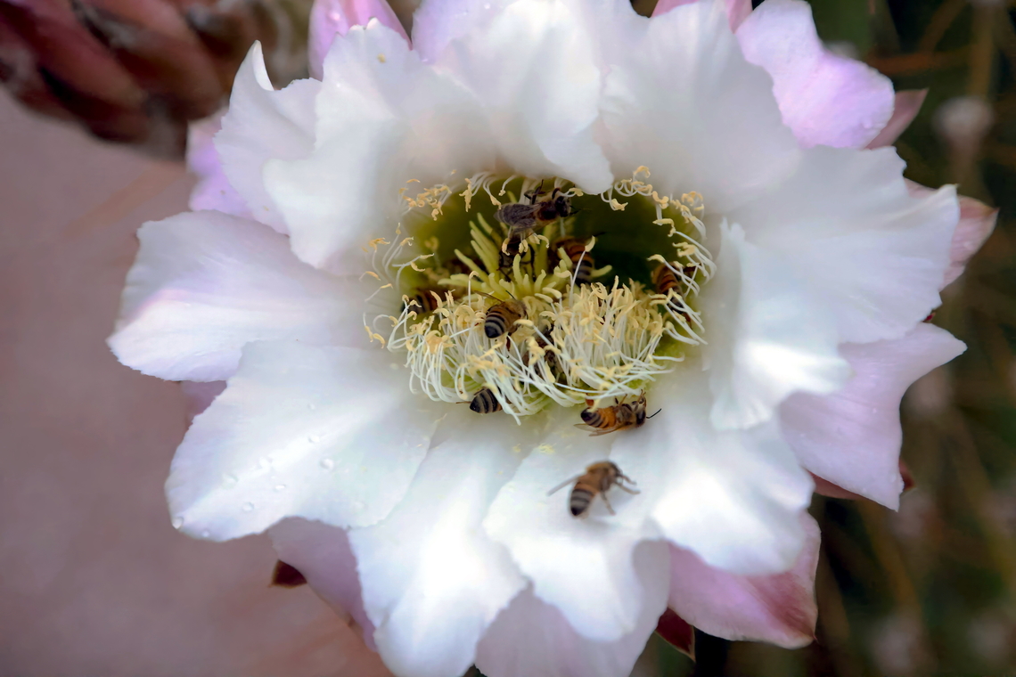 Argentine Sagauro (Echinopsis terscheckii)  Argentine Saguaro,Leucostele terscheckii
