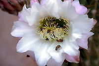 Argentine Sagauro (Echinopsis terscheckii) Argentine Saguaro,Leucostele terscheckii