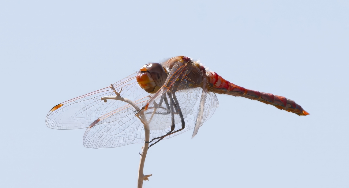 Variegated Meadowhawk Dragon Fly (Sympetrum corruptum)  Fall,Geotagged,Sympetrum corruptum,United States,Variegated meadowhawk