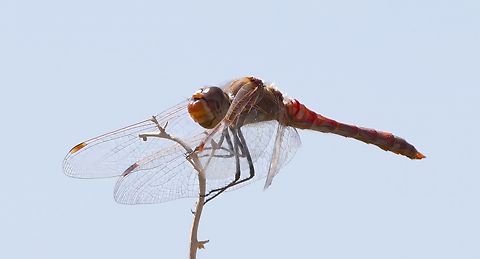 Variegated Meadowhawk Dragon Fly (Sympetrum corruptum)  Fall,Geotagged,Sympetrum corruptum,United States,Variegated meadowhawk