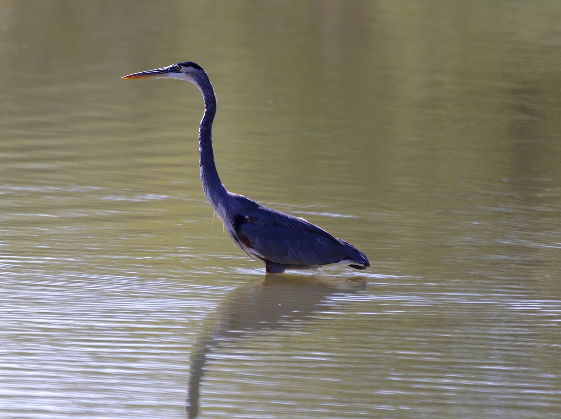 Great Blue Heron (Ardea herodias)  Ardea herodias,Fall,Geotagged,Great blue heron,United States