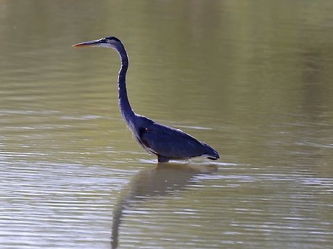 Great Blue Heron (Ardea herodias)  Ardea herodias,Fall,Geotagged,Great blue heron,United States