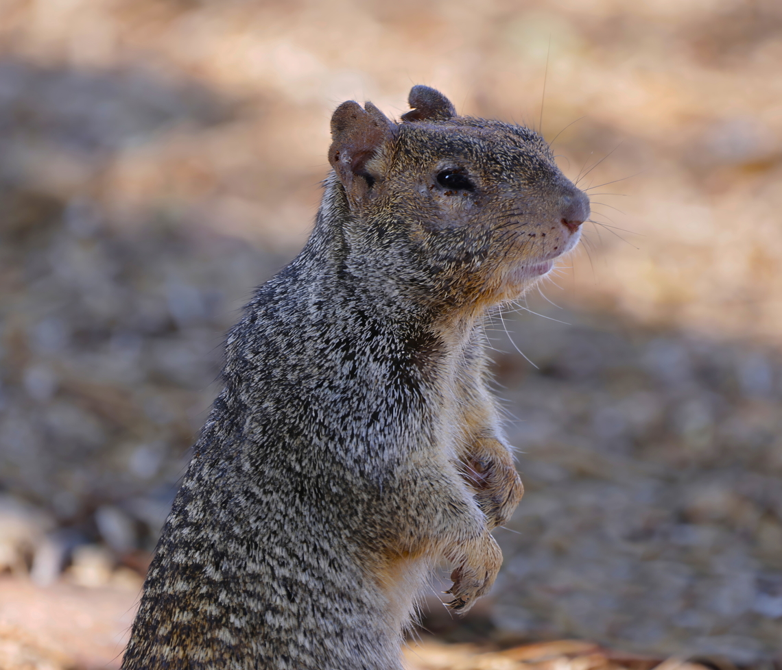 Rock squirrel (Otospermophilus variegatus) You can see the ragged ears that indicate this is a scrapper who has had a few fights and has run into a few sharp cactus thorns. Note the sharp claws for digging and climbing. This squirrel was in a pack of a dozen as they ran through the desert brush. Fall,Geotagged,Otospermophilus variegatus,Rock squirrel,United States