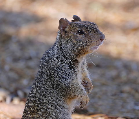Rock squirrel (Otospermophilus variegatus) You can see the ragged ears that indicate this is a scrapper who has had a few fights and has run into a few sharp cactus thorns. Note the sharp claws for digging and climbing. This squirrel was in a pack of a dozen as they ran through the desert brush. Fall,Geotagged,Otospermophilus variegatus,Rock squirrel,United States