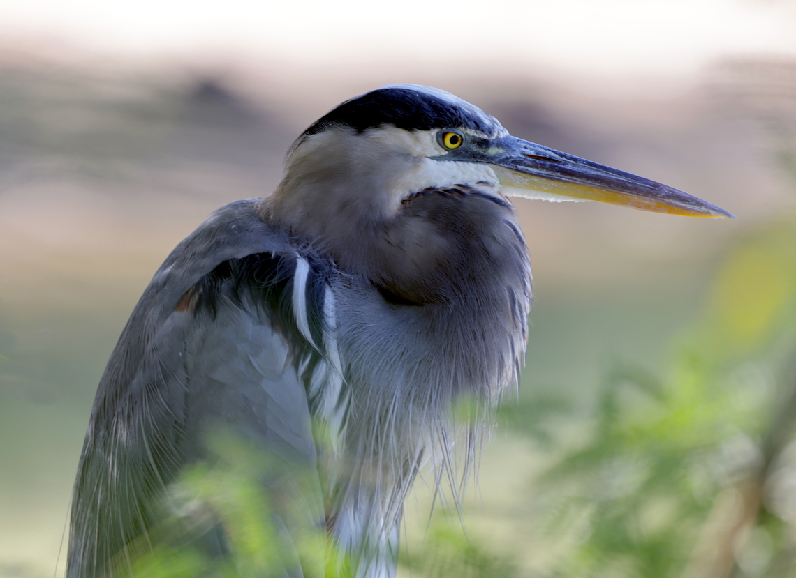Great Blue Heron (Ardea herodias)  Ardea herodias,Fall,Geotagged,Great blue heron,United States