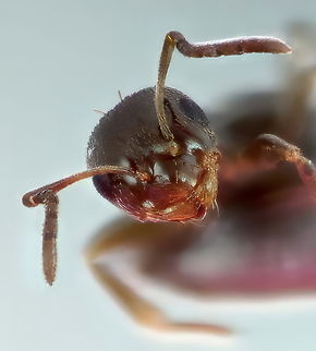 Pharaoh Ant