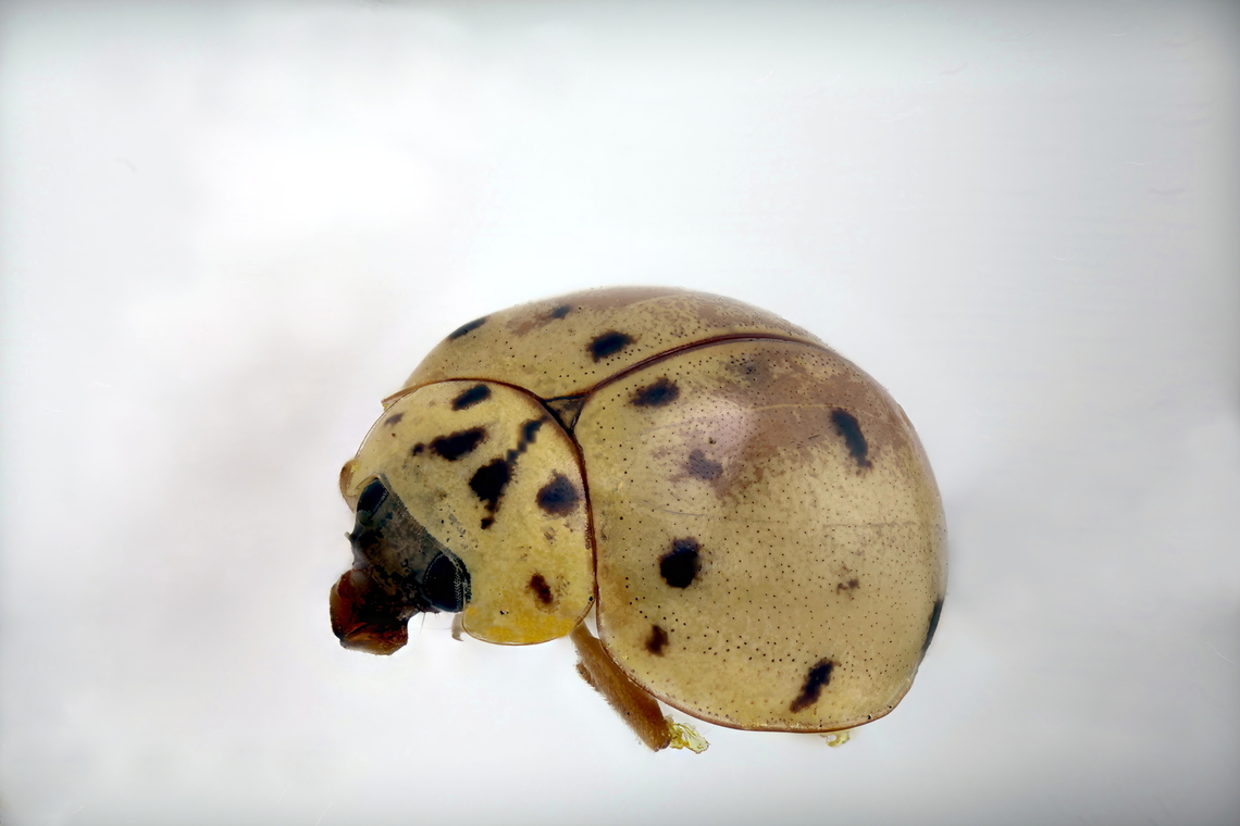 Ashy Gray Lady Beetle (Olla v-nigrum)  Ashy Grey Ladybird,Geotagged,Olla v-nigrum,United States