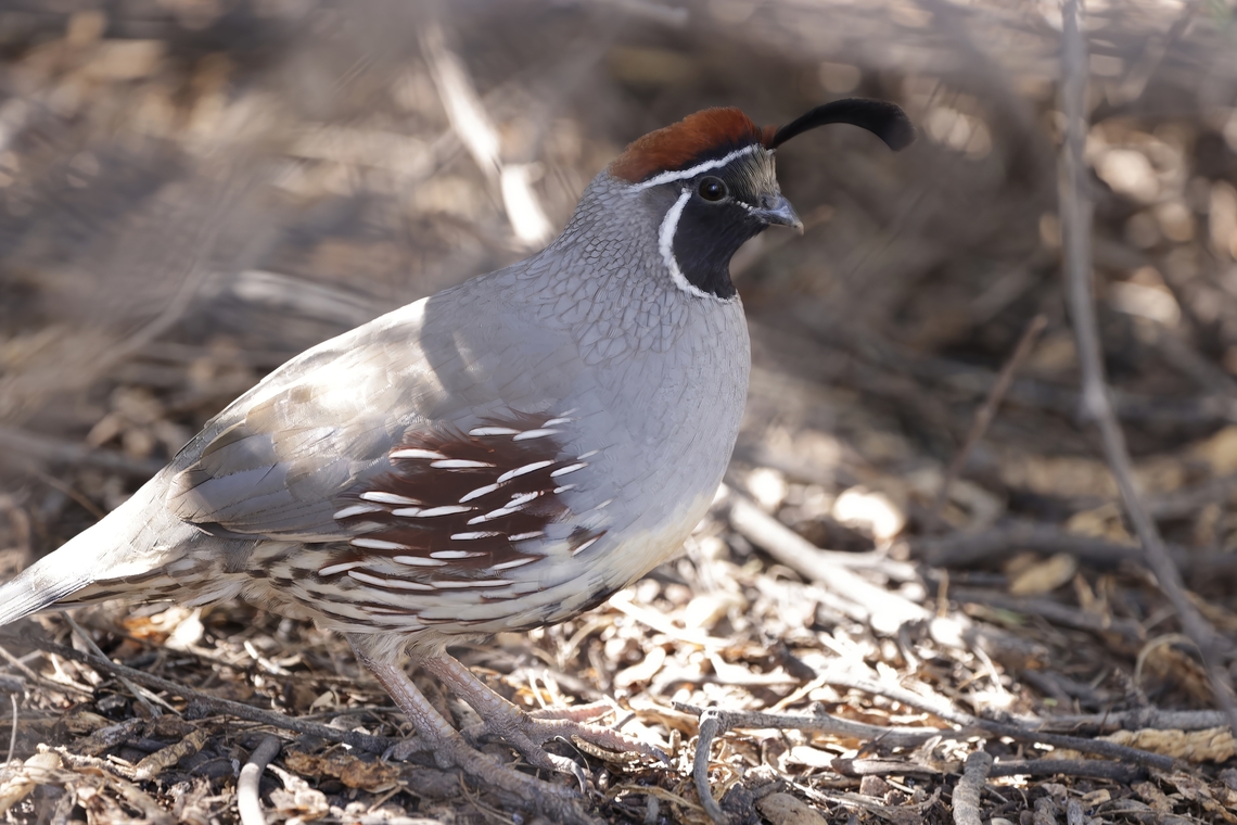 Gambel's quail (Callipepla gambelii)  Callipepla gambelii,Fall,Gambels quail,Geotagged,United States