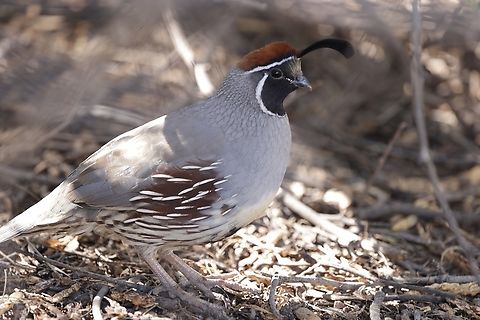Gambel's quail (Callipepla gambelii)  Callipepla gambelii,Fall,Gambels quail,Geotagged,United States