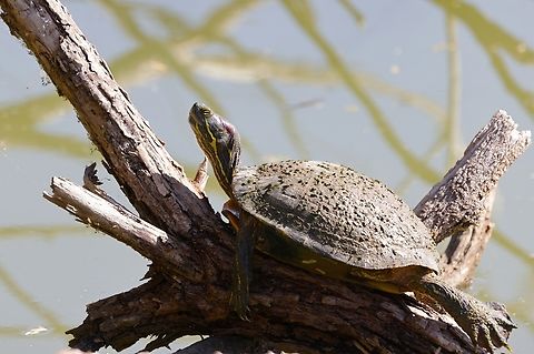 Red-eared slider (Trachemys scripta elegans)  Fall,Geotagged,Red-eared slider,Trachemys scripta elegans,United States
