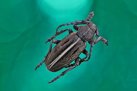 Longhorn beetle (Dorcadion holosericeum) From a collection gathered in Ukraine Dorcadion holosericeum