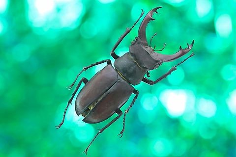 Stag beetle male (Lucanus cervus) From a collection gathered from Ukraine European Stag Beetle,Lucanus cervus