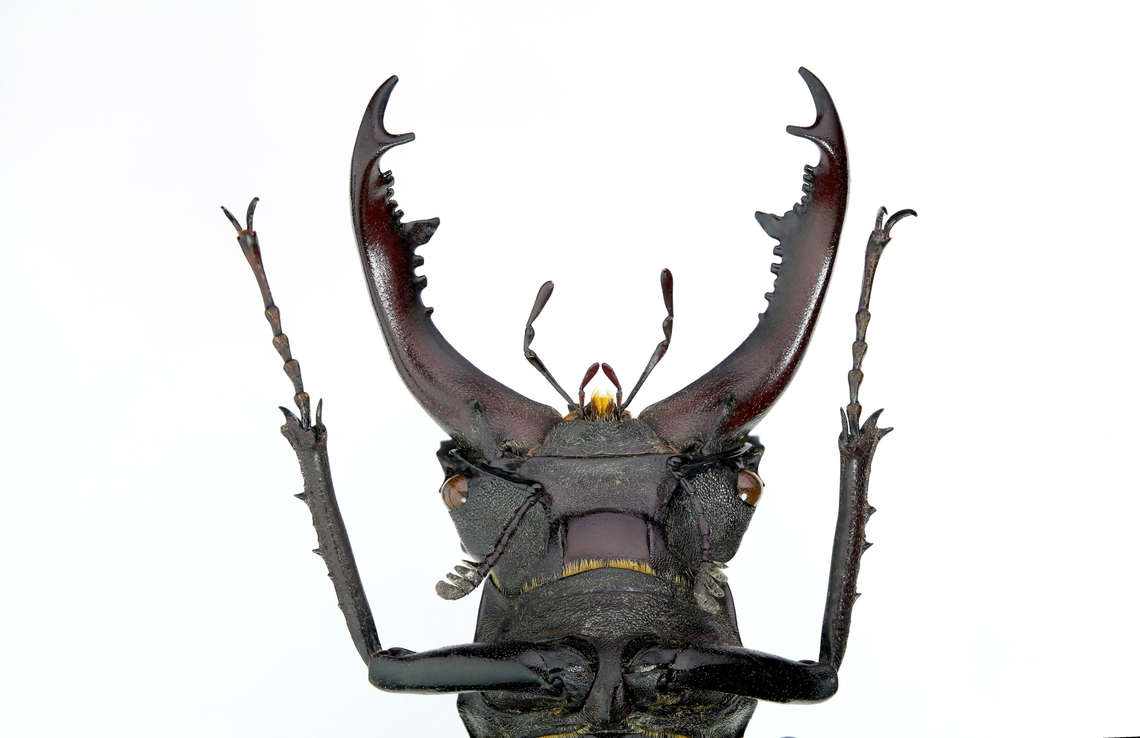 Stag beetle male (Lucanus cervus) From a collection gathered from Ukraine European Stag Beetle,Lucanus cervus