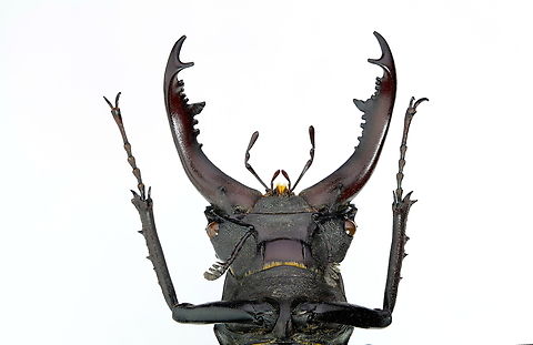 Stag beetle male (Lucanus cervus) From a collection gathered from Ukraine European Stag Beetle,Lucanus cervus