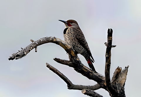 Northern Flicker (Colaptes auratus) Used my 600 mm lens and captured image from about 75 yards away. Colaptes auratus,Fall,Geotagged,Northern Flicker,United States
