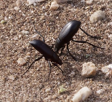 Pinacate beetles (Eleodes armata), also commonly known as desert stink beetles or darkling beetles Pinacate Beetle is pretty common in Arizona. 
Commonly referred to as stink bugs, you’ll usually find them slowly walking along the desert looking for a cool place to hide. They typically walk around obstacles and are harmless to people. When threatened they perform a “head-stand” posture and raise the rear end then secrete a foul-smelling benzoquinone fluid from their anal glands as a deterrent. You don't want to get that on you. Eleodes armata,Eleodes obscura,Fall,Geotagged,United States