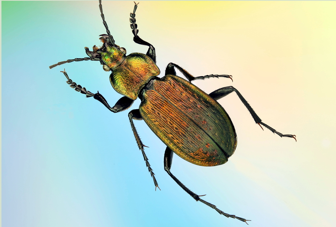 Necklace ground beetle possibly (Carabus monilis) Taken from a collection gathered in Ukraine<br />
<figure class="photo"><a href="https://www.jungledragon.com/image/172717/necklace_ground_beetle_possibly_carabus_monilis.html" title="Necklace ground beetle possibly (Carabus monilis)"><img src="https://s3.amazonaws.com/media.jungledragon.com/images/5803/172717_thumb.jpg?AWSAccessKeyId=05GMT0V3GWVNE7GGM1R2&Expires=1770854410&Signature=G077VJLnporr5%2BS6IVK5z1mtDAA%3D" width="200" height="128" alt="Necklace ground beetle possibly (Carabus monilis) From a Ukraine collection<br />
https://www.jungledragon.com/image/172718/necklace_ground_beetle_possibly_carabus_monilis.html Carabus monilis,Necklace Ground Beetle" /></a></figure><br />
<figure class="photo"><a href="https://www.jungledragon.com/image/172718/necklace_ground_beetle_possibly_carabus_monilis.html" title="Necklace ground beetle possibly (Carabus monilis)"><img src="https://s3.amazonaws.com/media.jungledragon.com/images/5803/172718_thumb.jpg?AWSAccessKeyId=05GMT0V3GWVNE7GGM1R2&Expires=1770854410&Signature=rbhb2o8n3q%2FA1V8gCyQS%2FL%2BuJIc%3D" width="200" height="134" alt="Necklace ground beetle possibly (Carabus monilis) 500 stacked images<br />
4x Carabus monilis,Necklace Ground Beetle" /></a></figure> Carabus monilis