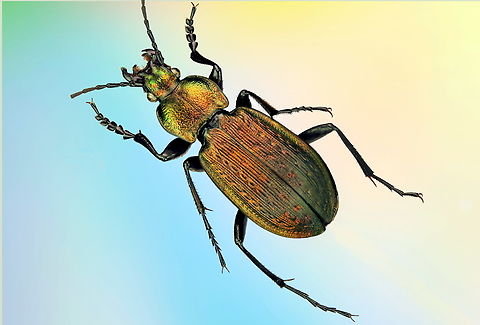 Necklace ground beetle possibly (Carabus monilis) Taken from a collection gathered in Ukraine
https://www.jungledragon.com/image/172717/necklace_ground_beetle_possibly_carabus_monilis.html
https://www.jungledragon.com/image/172718/necklace_ground_beetle_possibly_carabus_monilis.html Carabus monilis