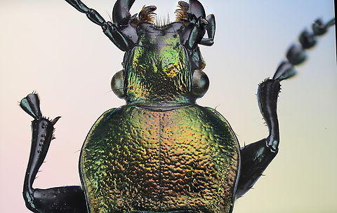 Necklace ground beetle possibly (Carabus monilis) From a Ukraine collection
https://www.jungledragon.com/image/172718/necklace_ground_beetle_possibly_carabus_monilis.html Carabus monilis,Necklace Ground Beetle