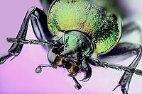 Necklace ground beetle possibly (Carabus monilis) 500 stacked images Carabus monilis,Necklace Ground Beetle