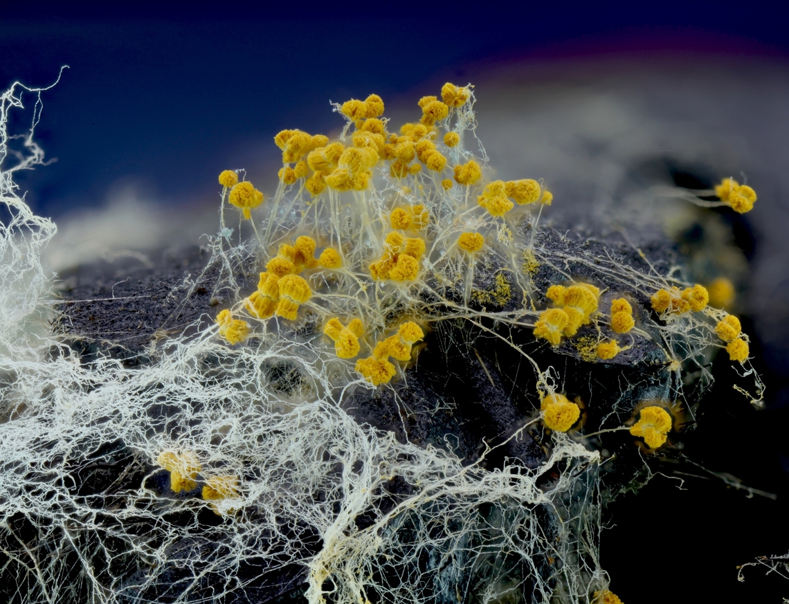 Dog Vomit slime mold (likely Physarum polycephalum or Fuligo septica) <figure class="photo"><a href="https://www.jungledragon.com/image/172777/dog_vomit_slime_mold_likely_physarum_polycephalum_or_fuligo_septica.html" title="Dog Vomit slime mold (likely Physarum polycephalum or Fuligo septica)"><img src="https://s3.amazonaws.com/media.jungledragon.com/images/5803/172777_thumb.jpg?AWSAccessKeyId=05GMT0V3GWVNE7GGM1R2&Expires=1769040010&Signature=r7y04tgkL3bfDZCxfcLh7Yl8hmM%3D" width="200" height="134" alt="Dog Vomit slime mold (likely Physarum polycephalum or Fuligo septica)" /></a></figure> Dog vomit slime mold,Fuligo septica,Many-headed slime,Physarum polycephalum