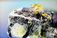 Dog Vomit slime mold (likely Physarum polycephalum or Fuligo septica)