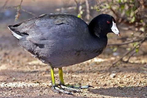 American Coot (Fulica americana) Absolutely love the green legs and the sausage like toes American coot,Fall,Fulica americana,Geotagged,United States